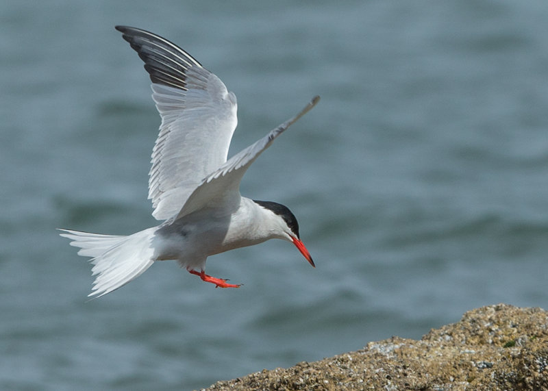 Common Tern  Cemlyn Bay Anglesey