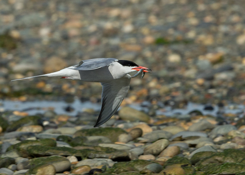 Common Tern  Cemlyn Bay Anglesey