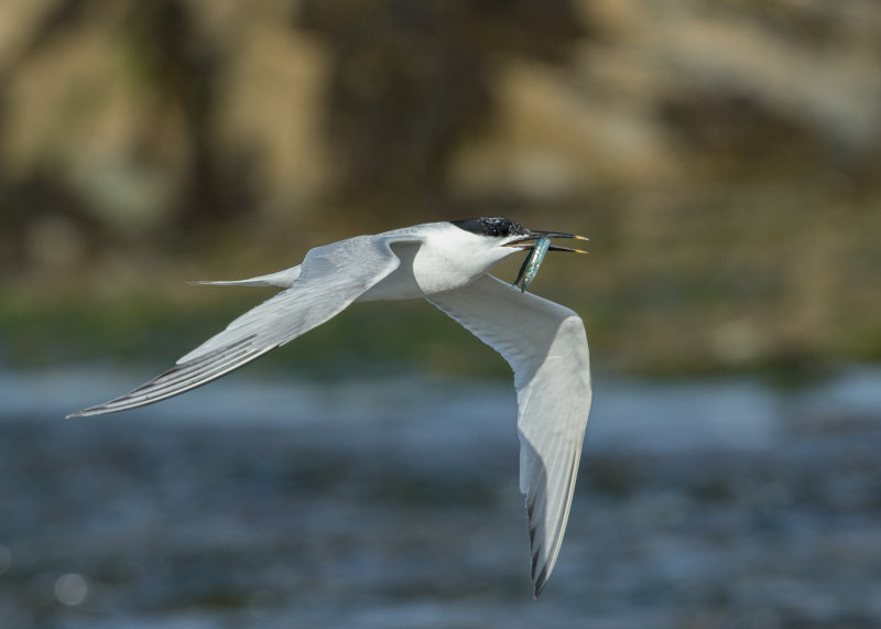 Sandwich Tern  Cemlyn Bay Anglesey