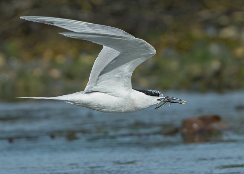 Sandwich Tern  Cemlyn Bay Anglesey