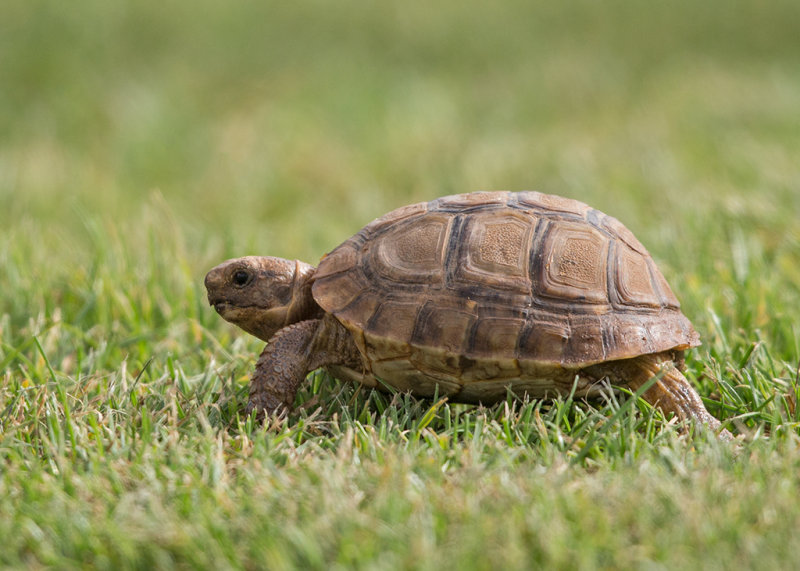 Tortoise, (Common) Spur-thighed 