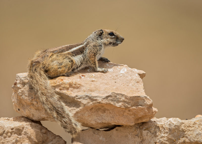 Barbary Ground Squirrel   Morocco