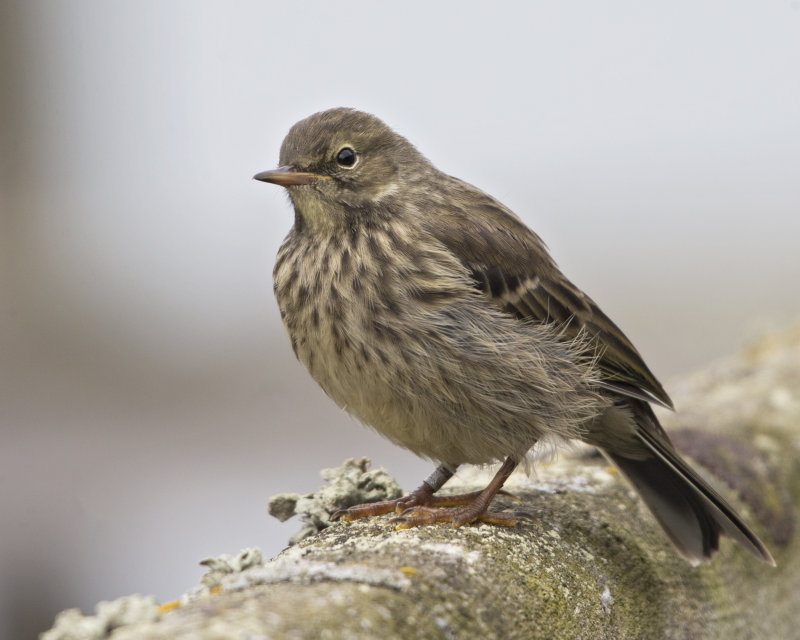 Rock Pipit    Isle of May,Scotland