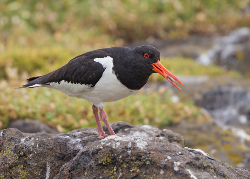 Oystercatcher  Isle of May,Scotland