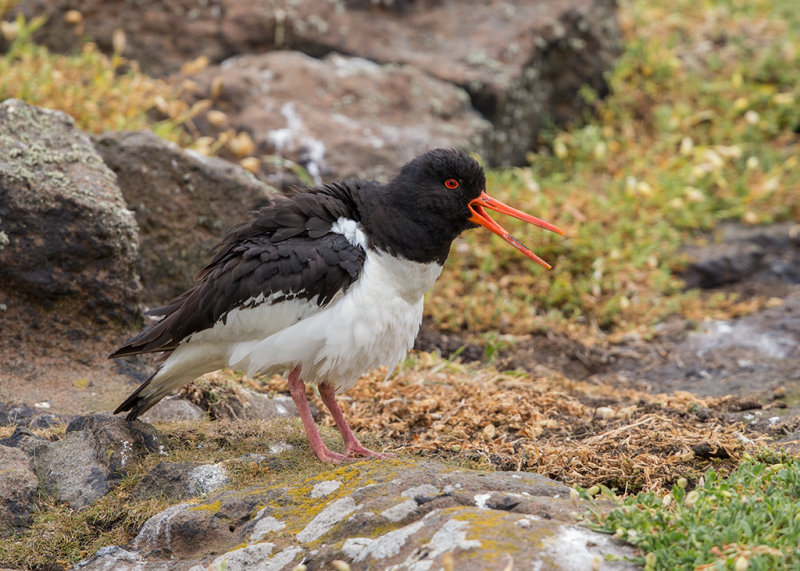 Oystercatcher  Isle of May,Scotland