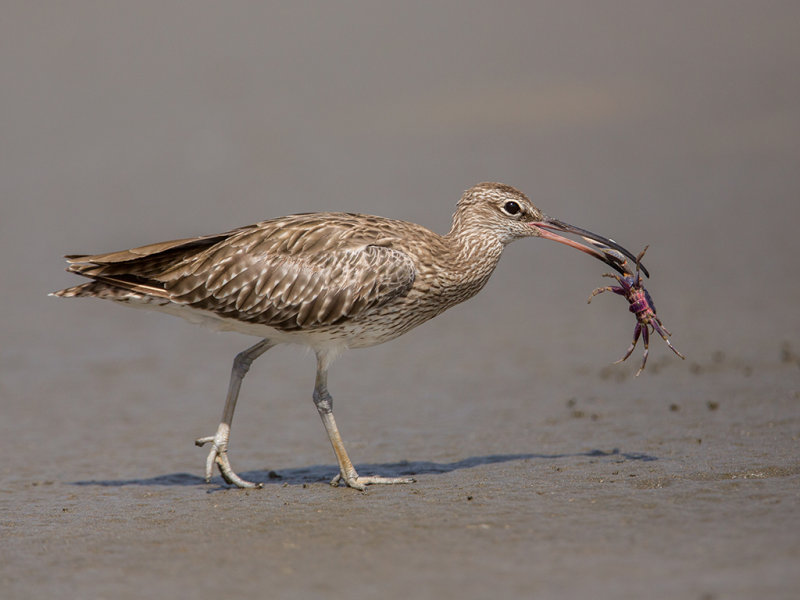 Whimbrel    Gambia