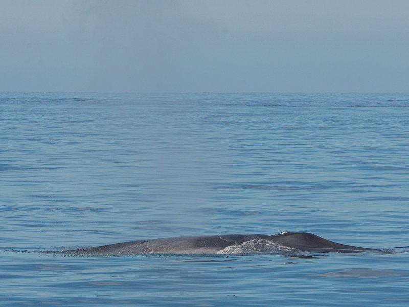 Blue Whale    Mirissa ,Sri Lanka 