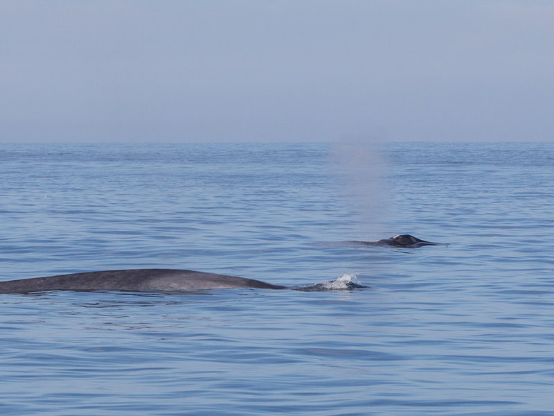 Blue Whale    Mirissa ,Sri Lanka 