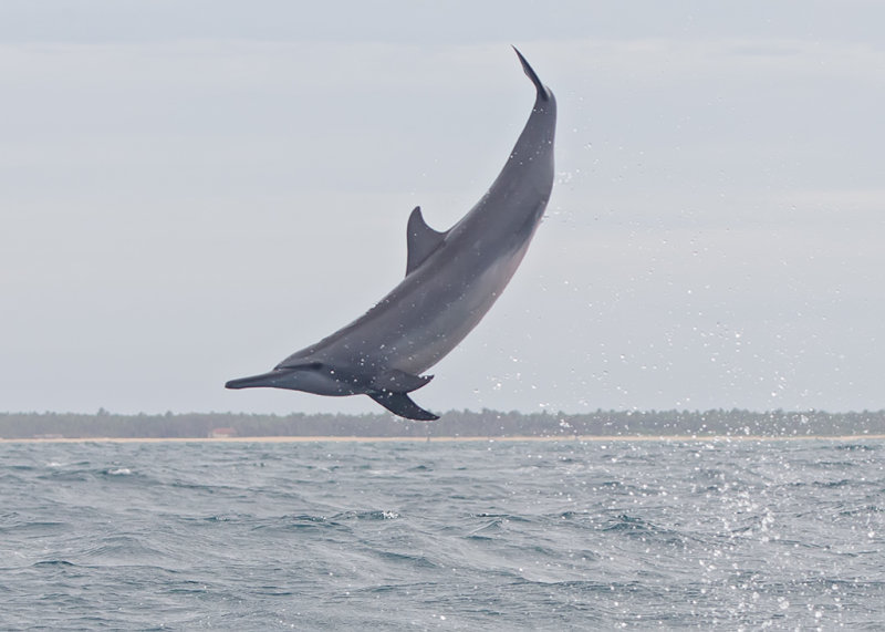 Spinner Dolphin   Kalpatyia,Sri Lanka
