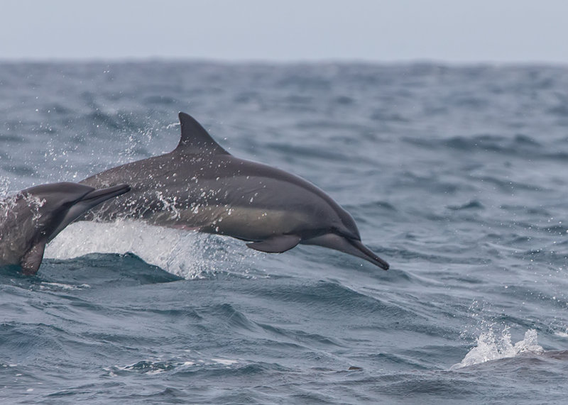 Spinner Dolphin   Kalpatyia,Sri Lanka