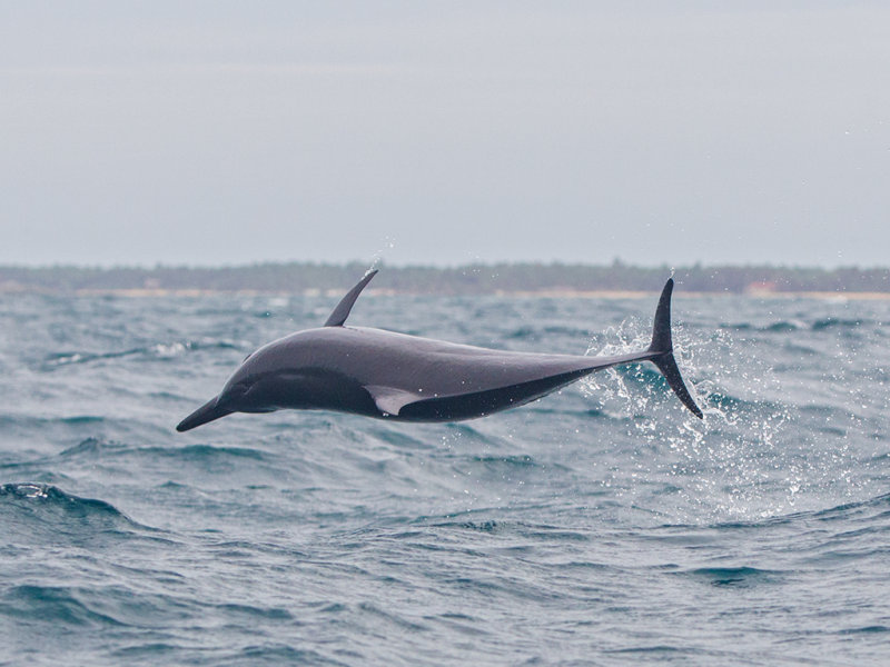 Spinner Dolphin   Kalpatyia,Sri Lanka