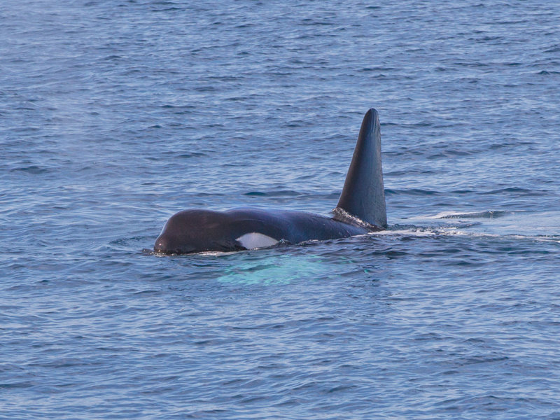 Killer Whale (Orca)   Mirissa, Sri Lanka