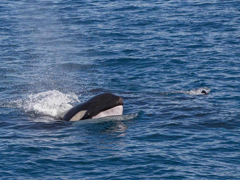 Killer Whale (Orca)   Mirissa, Sri Lanka