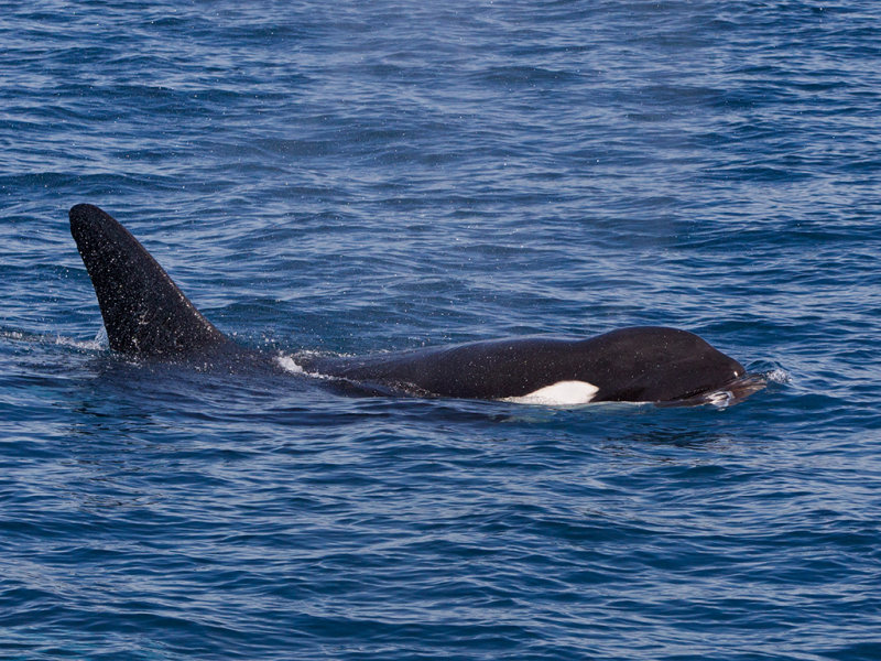 Killer Whale (Orca)   Mirissa, Sri Lanka