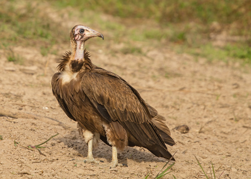 Hooded Vulture  Gambia