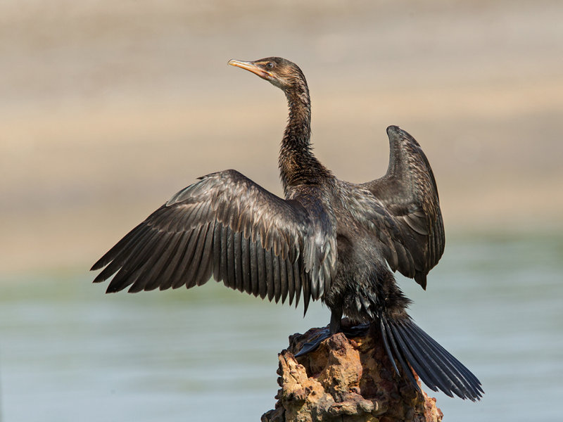 Long-tailed Cormorant     Gambia