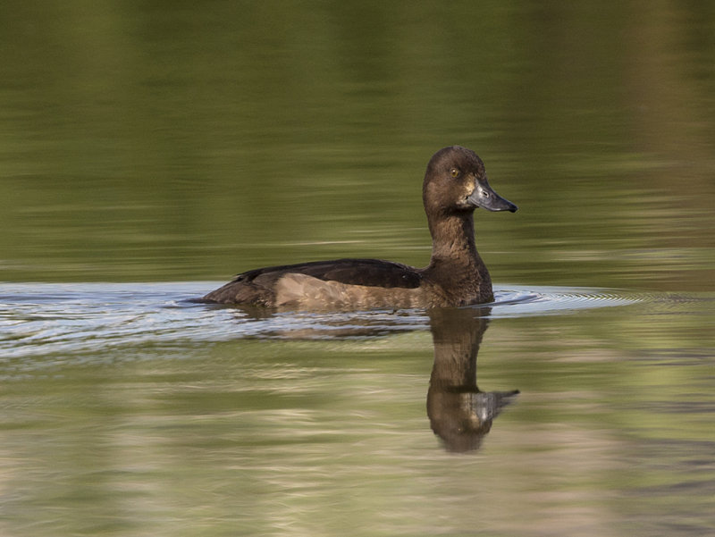 Duck,Tufted 