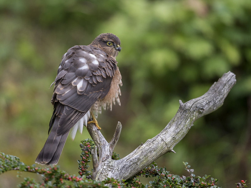 Sparrowhawk     Wales