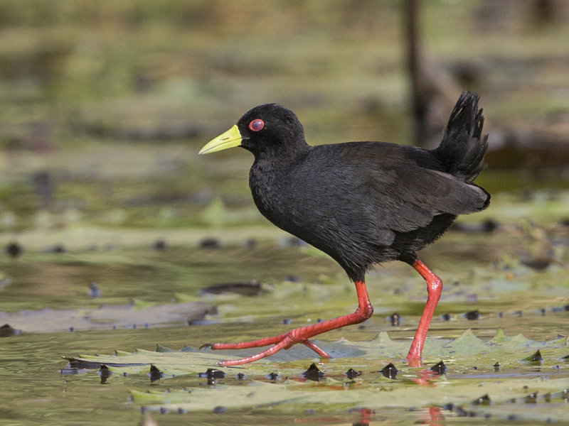 Black Crake  Gambia