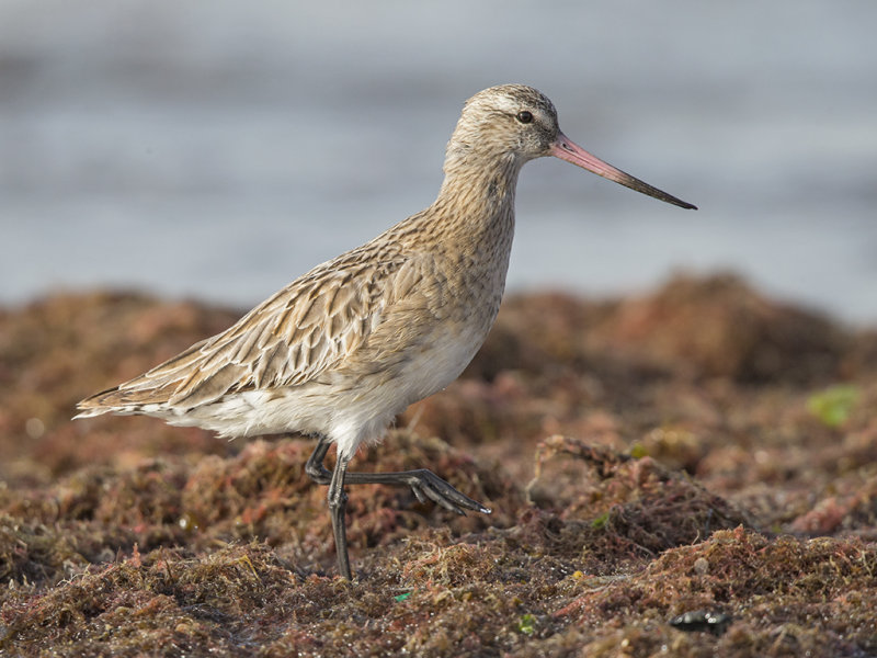 Bar-tailed Godwit  Gambia