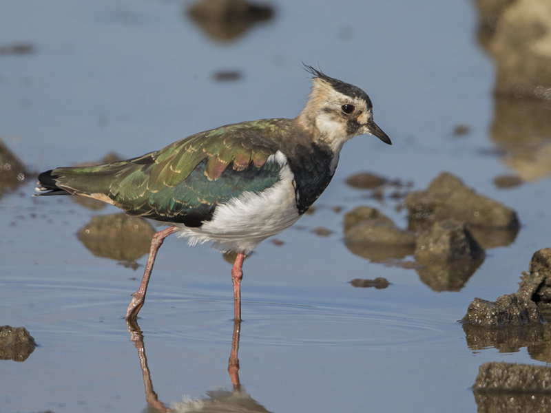 Lapwing     Conwy RSPB