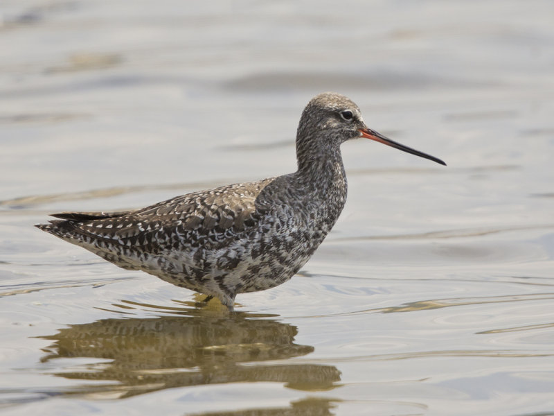 Spotted Redshank   Lesvos,Greece