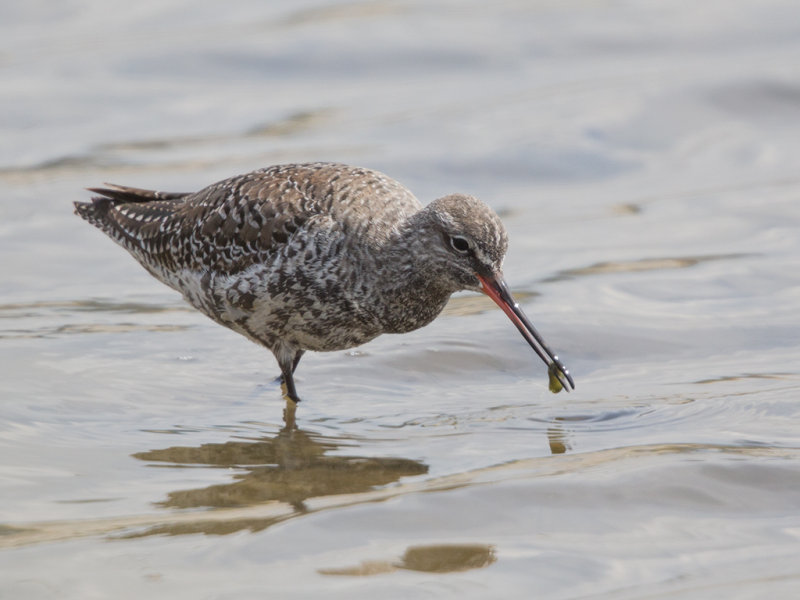 Spotted Redshank   Lesvos,Greece