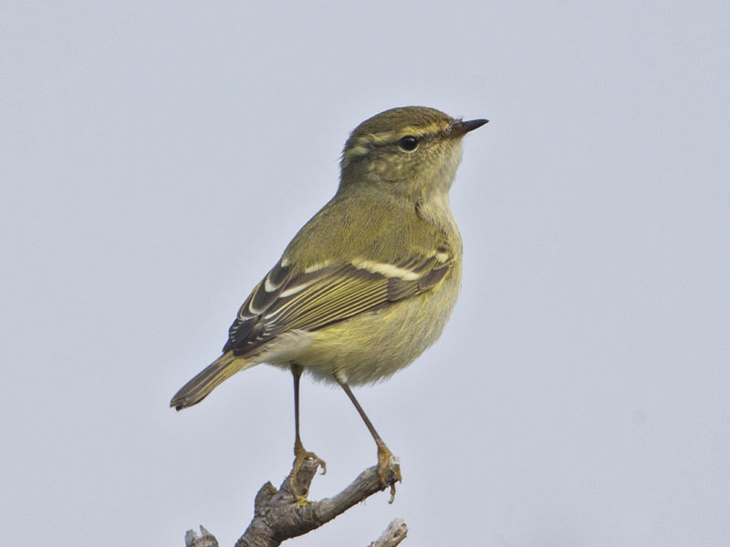 Warbler,Yellow-browed 