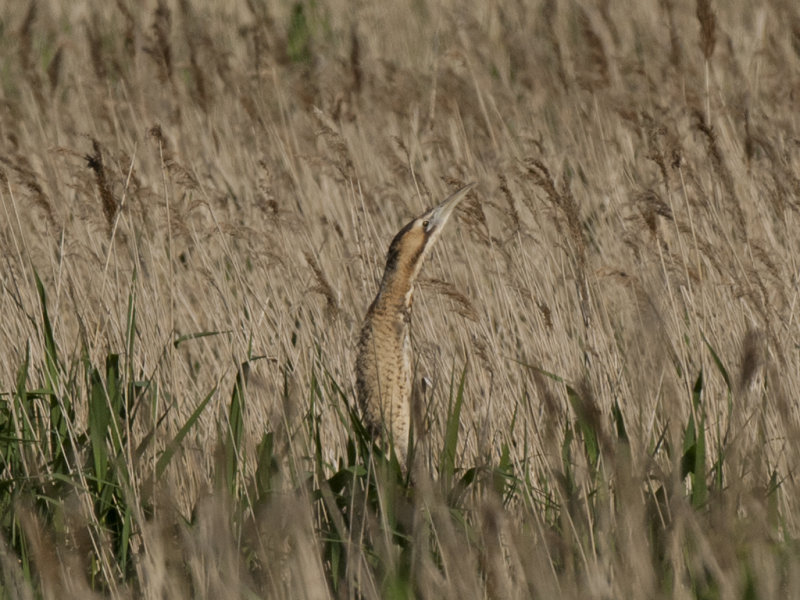 Bittern Minsmere,England