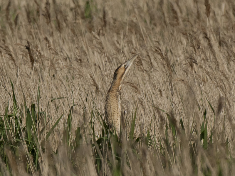 Bittern   Minsmere,England