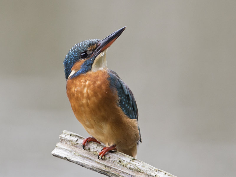 Kingfisher   Bangor,Wales