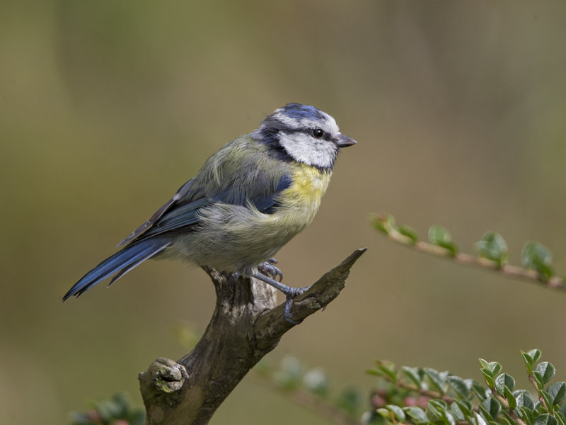 Blue Tit Llandudno