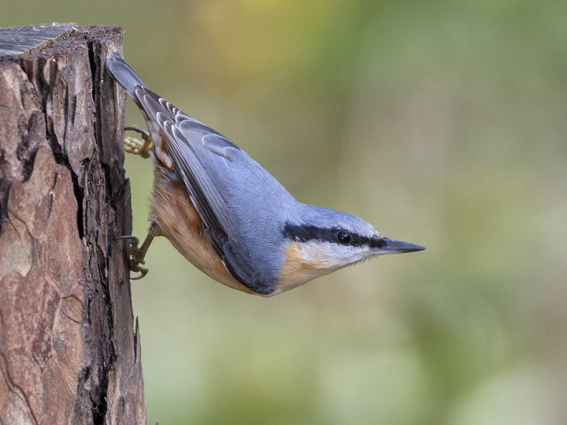 Nuthatch, Eurasian