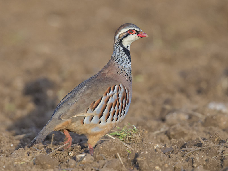 Red-legged Partridge   Cambridgeshire,England