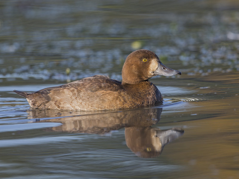Scaup   Wales