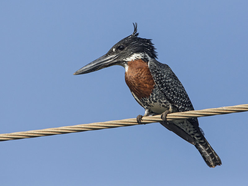 Giant Kingfisher  Gambia