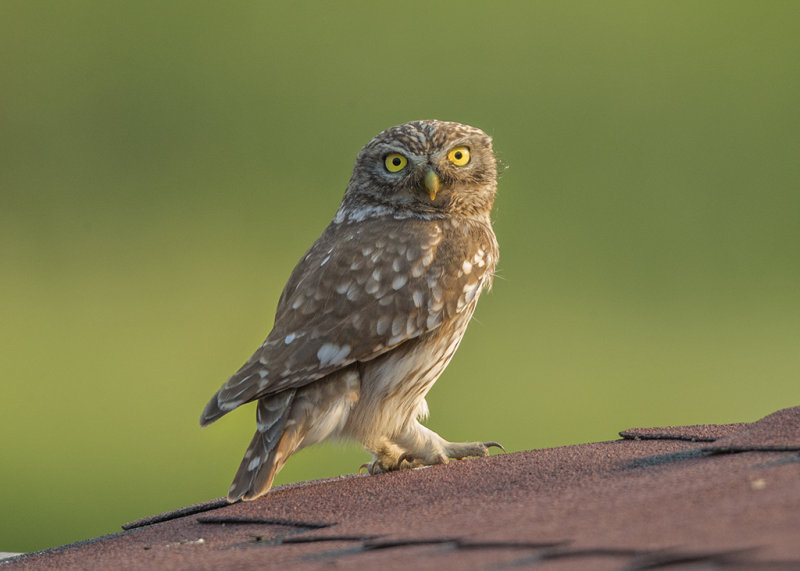 Little Owl      Bulgaria