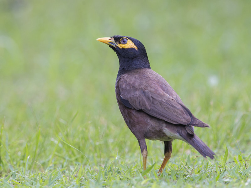 Common Mynah     Sri Lanka 