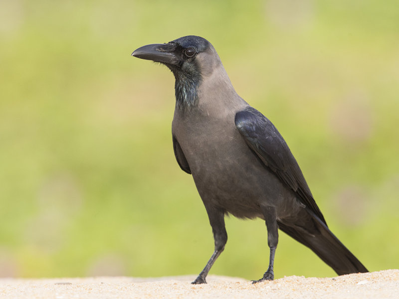 House Crow   Sri Lanka