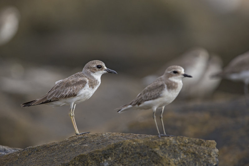 Plover,Greater Sand 