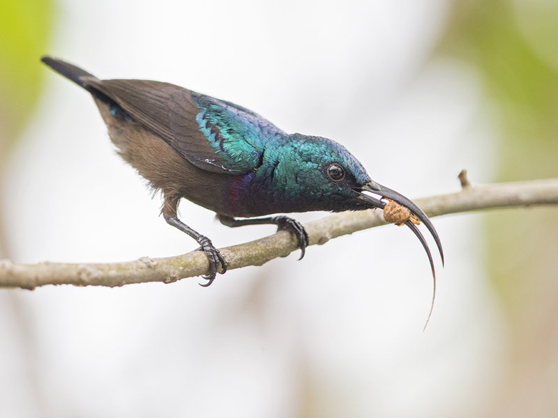 Loten's Sunbird   Sri Lanka