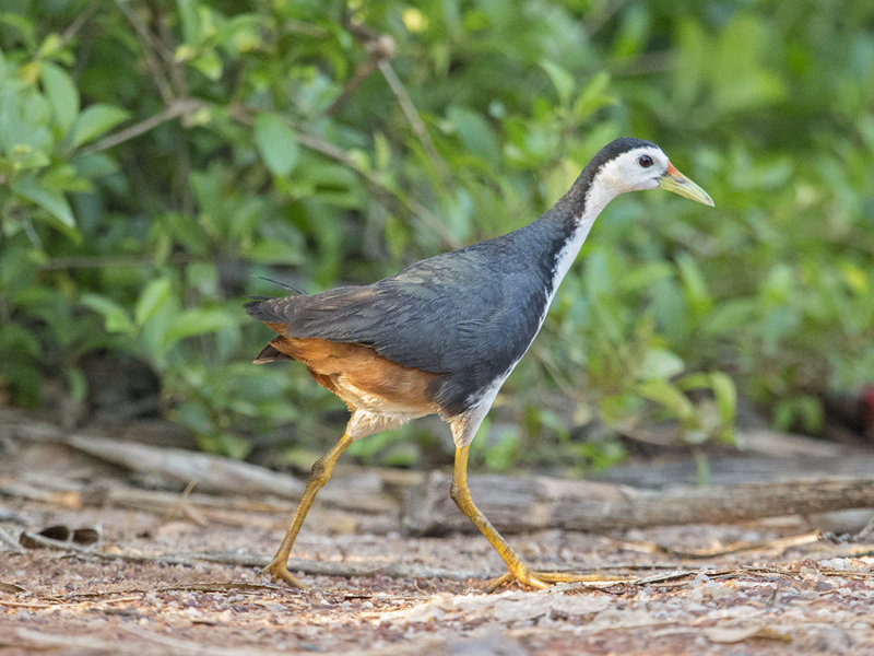 Waterhen,White-breasted 