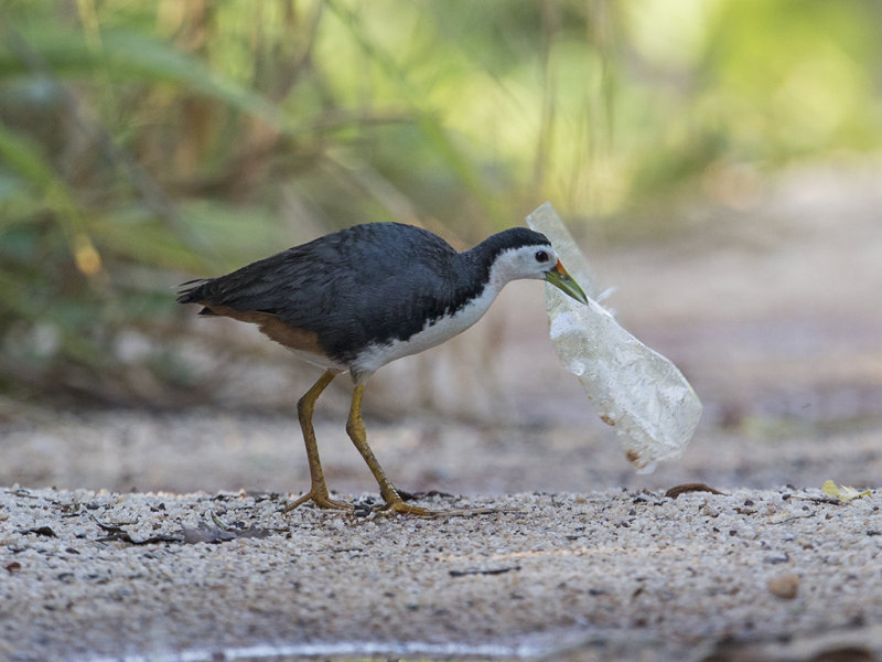 White Breasted Waterhen  Sri Lanka 