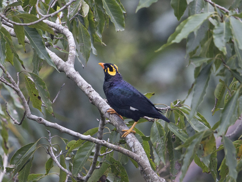 Southern Hill Mynah  Sri Lanka