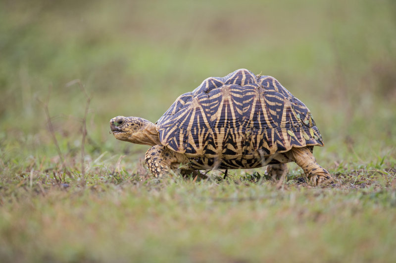 Indian Star Tortoise      Sri Lanka