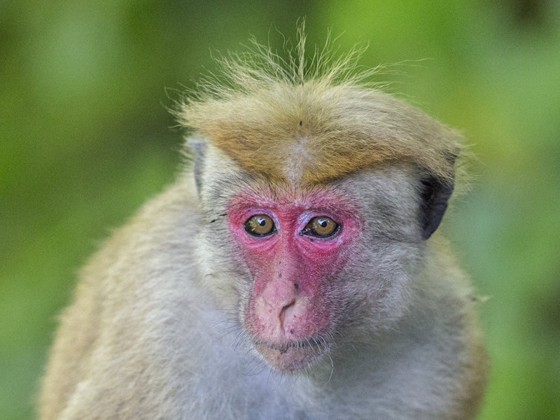 Toque Macaque   Sri Lanka