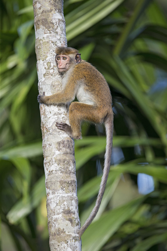 Toque Macaque   Sri Lanka