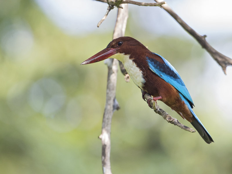 White-throated Kingfisher   Sri Lanka