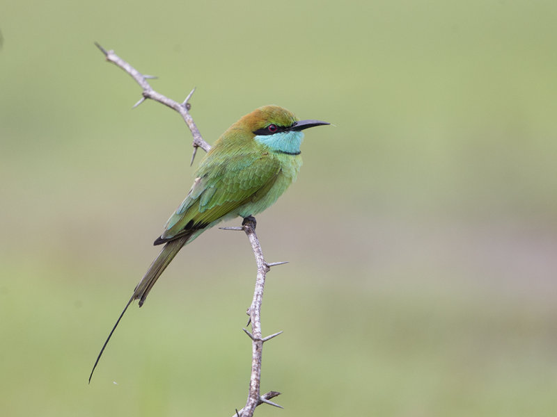 Bee-eater, Little Green 