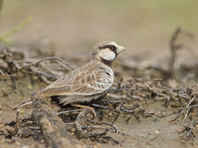 Sparrow-Lark,Ashy-crowned 